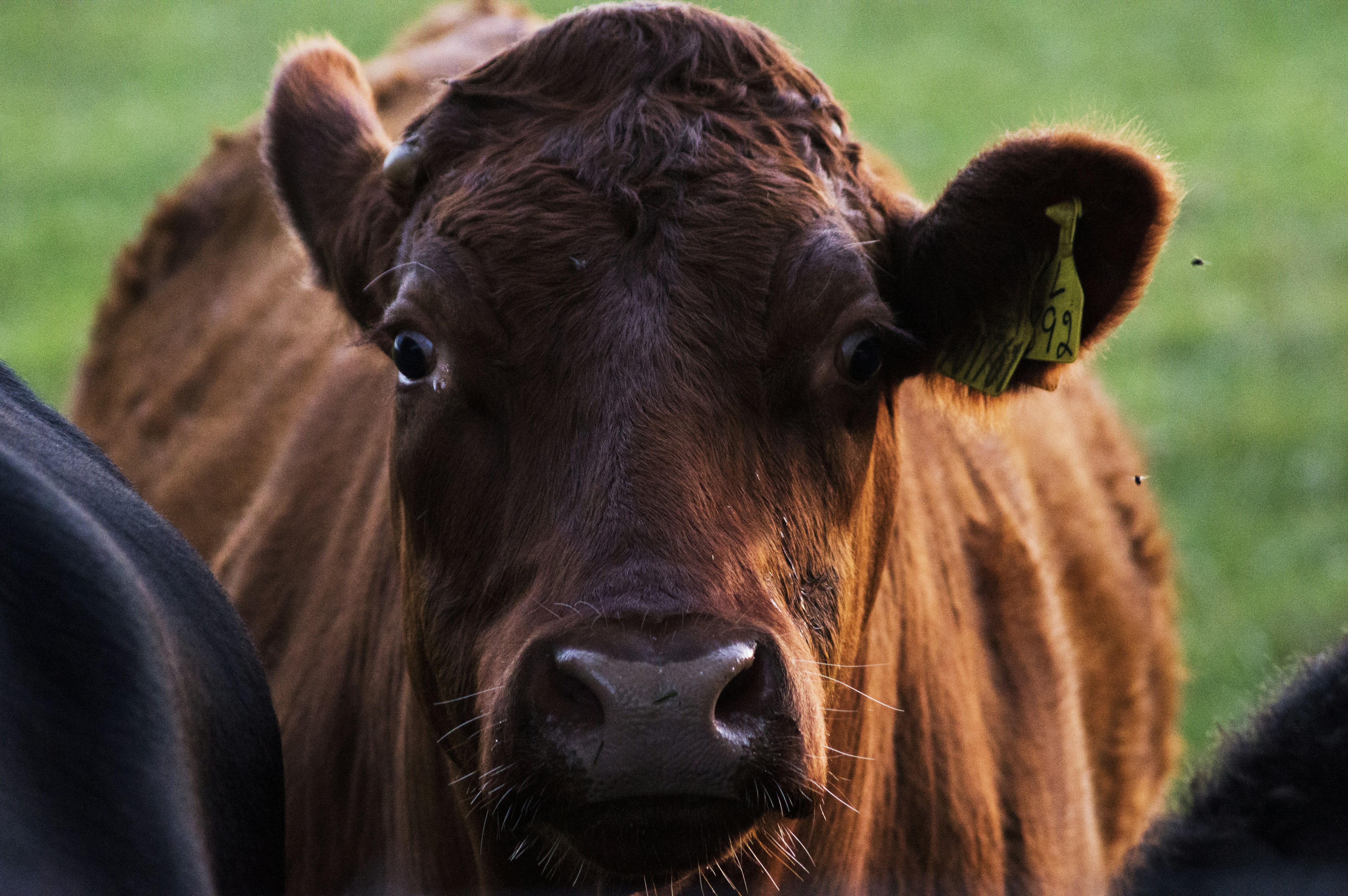 Feed Cows Red Seaweed To Reduce Methane Emissions | 38 Degrees